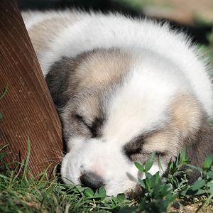 Preview wallpaper puppy, grass, face, sleep, darling