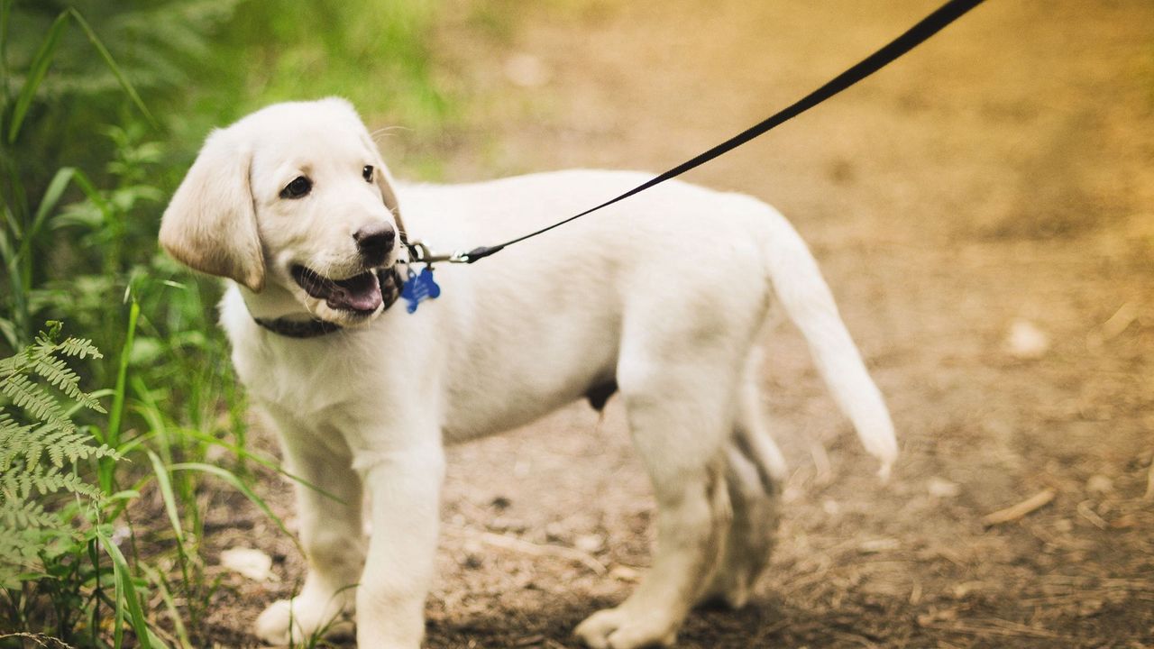 Wallpaper puppy, grass, leash, walking, path