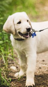 Preview wallpaper puppy, grass, leash, walking, path