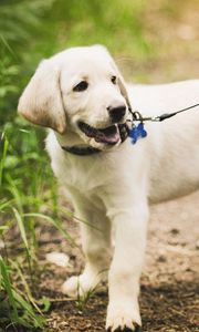 Preview wallpaper puppy, grass, leash, walking, path