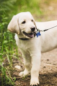 Preview wallpaper puppy, grass, leash, walking, path