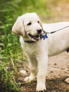 Preview wallpaper puppy, grass, leash, walking, path