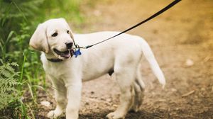 Preview wallpaper puppy, grass, leash, walking, path
