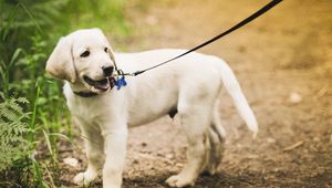 Preview wallpaper puppy, grass, leash, walking, path