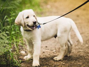 Preview wallpaper puppy, grass, leash, walking, path