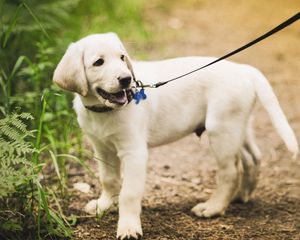 Preview wallpaper puppy, grass, leash, walking, path