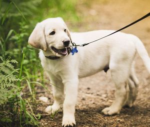 Preview wallpaper puppy, grass, leash, walking, path