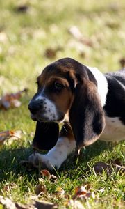 Preview wallpaper puppy, grass, leaves