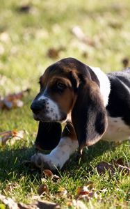 Preview wallpaper puppy, grass, leaves