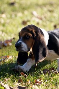 Preview wallpaper puppy, grass, leaves