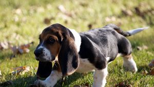 Preview wallpaper puppy, grass, leaves