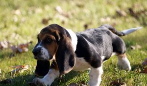 Preview wallpaper puppy, grass, leaves