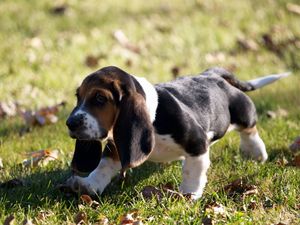 Preview wallpaper puppy, grass, leaves