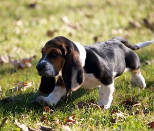 Preview wallpaper puppy, grass, leaves