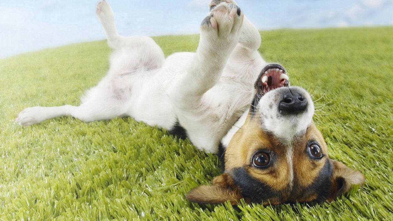 Wallpaper puppy, grass, lie, playful