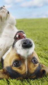 Preview wallpaper puppy, grass, lie, playful