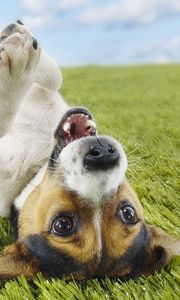 Preview wallpaper puppy, grass, lie, playful