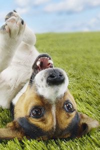 Preview wallpaper puppy, grass, lie, playful