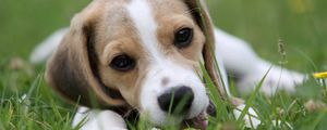 Preview wallpaper puppy, grass, lie down, face