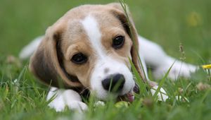 Preview wallpaper puppy, grass, lie down, face