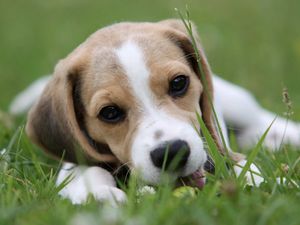 Preview wallpaper puppy, grass, lie down, face