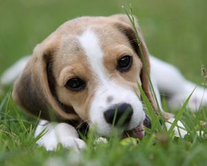 Preview wallpaper puppy, grass, lie down, face