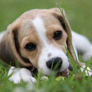 Preview wallpaper puppy, grass, lie down, face