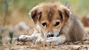 Preview wallpaper puppy, grass, lie down, play