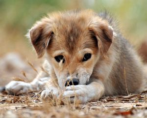 Preview wallpaper puppy, grass, lie down, play