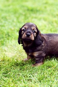 Preview wallpaper puppy, grass, muzzle, dog