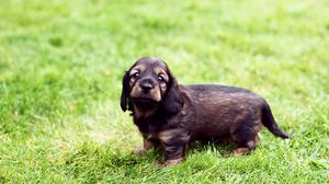 Preview wallpaper puppy, grass, muzzle, dog