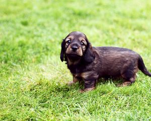 Preview wallpaper puppy, grass, muzzle, dog