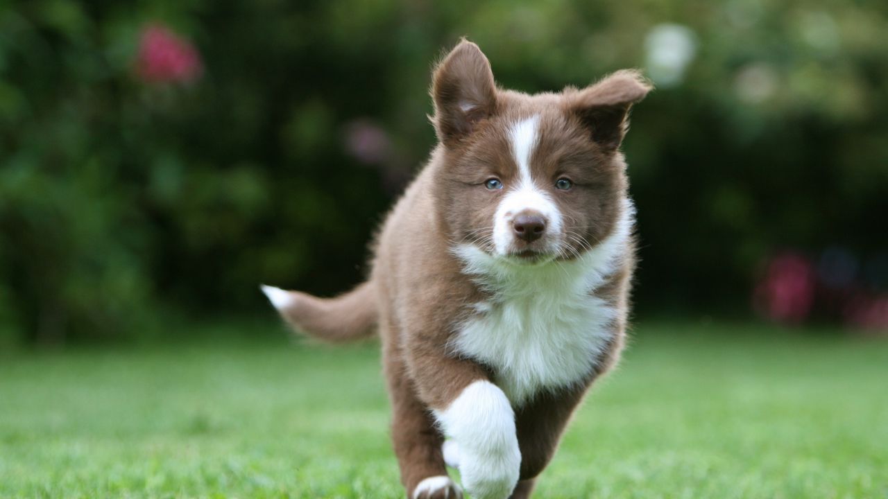 Wallpaper puppy, grass, run, spotted