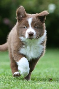 Preview wallpaper puppy, grass, run, spotted