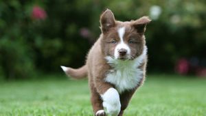 Preview wallpaper puppy, grass, run, spotted