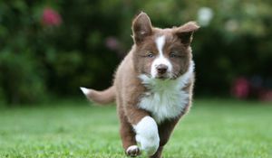 Preview wallpaper puppy, grass, run, spotted