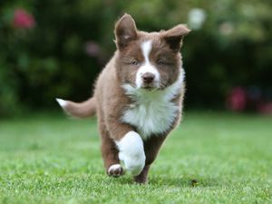 Preview wallpaper puppy, grass, run, spotted