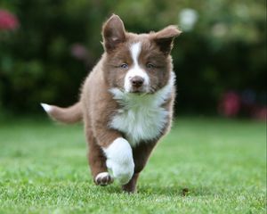Preview wallpaper puppy, grass, run, spotted