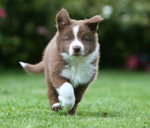 Preview wallpaper puppy, grass, run, spotted
