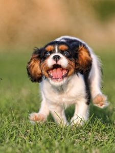 Preview wallpaper puppy, grass, running, jumping