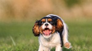 Preview wallpaper puppy, grass, running, jumping