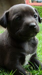 Preview wallpaper puppy, grass, sitting, dog, black