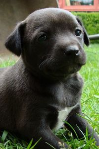 Preview wallpaper puppy, grass, sitting, dog, black