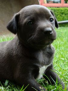 Preview wallpaper puppy, grass, sitting, dog, black