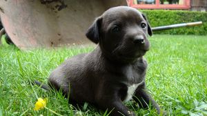 Preview wallpaper puppy, grass, sitting, dog, black