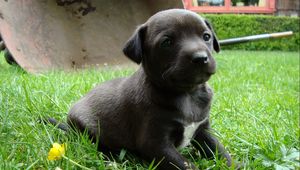 Preview wallpaper puppy, grass, sitting, dog, black