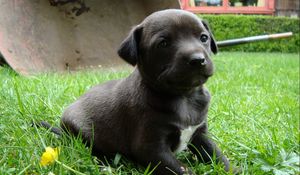 Preview wallpaper puppy, grass, sitting, dog, black