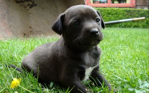 Preview wallpaper puppy, grass, sitting, dog, black