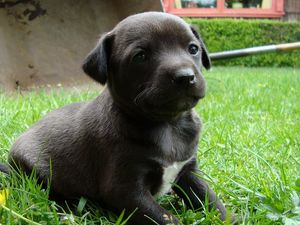 Preview wallpaper puppy, grass, sitting, dog, black