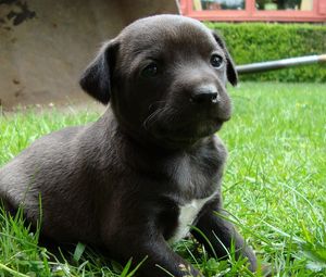 Preview wallpaper puppy, grass, sitting, dog, black